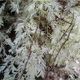 Image for article titled Mystery of the parasitic albino redwood trees